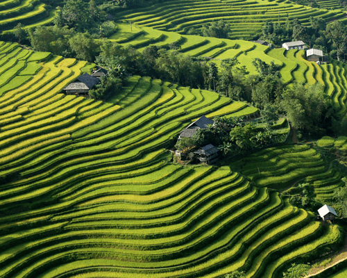 Hiking Through Hoang Su Phi's Most Breathtaking Rice Terraces 8 Days